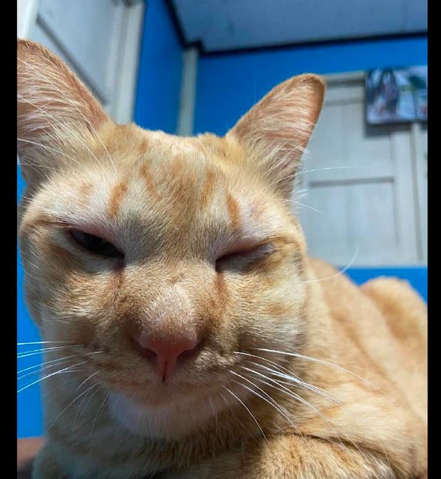 猫被蜜蜂蛰了整张脸都变肿了虽然很心疼我还是不厚道地笑了