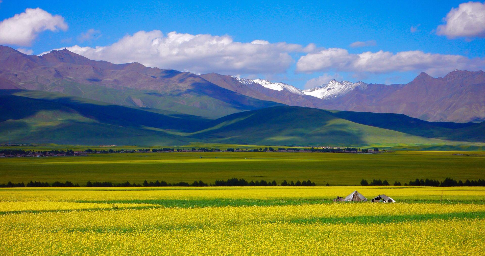 7月来青海就对了!祁连山下好风光,见证中国首屈一指的油菜花海