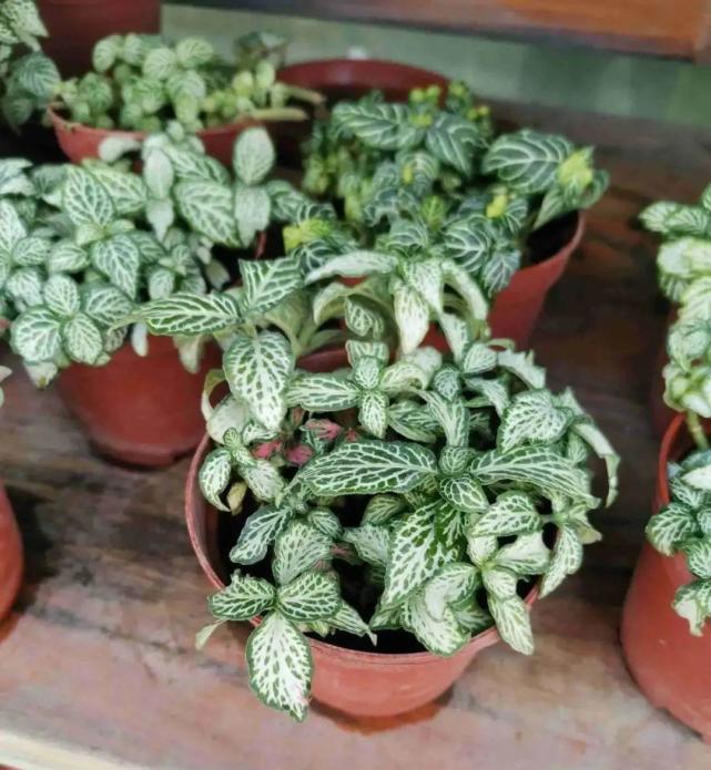 种喜欢水的花,冬天喝水不能断,保持湿润才能绿油油休闲区蓝鸢梦想 - Www.slyday.coM 种喜欢水的花,冬天喝水不能断,保持湿润才能绿油油休闲区蓝鸢梦想 - Www.slyday.coM