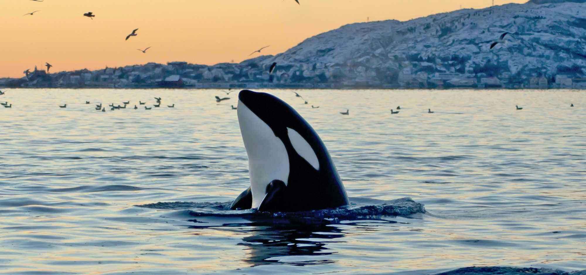 这种鱼出生时还没虾米大，同类残食，胜利者连虎鲸都退...