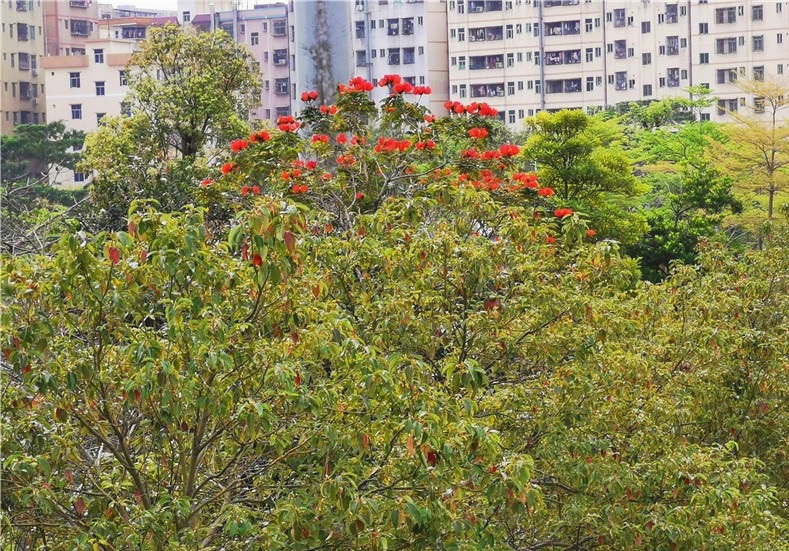 火焰木上开满火焰花,看完别太迷恋它|火焰木|火焰|木棉花_新浪新闻