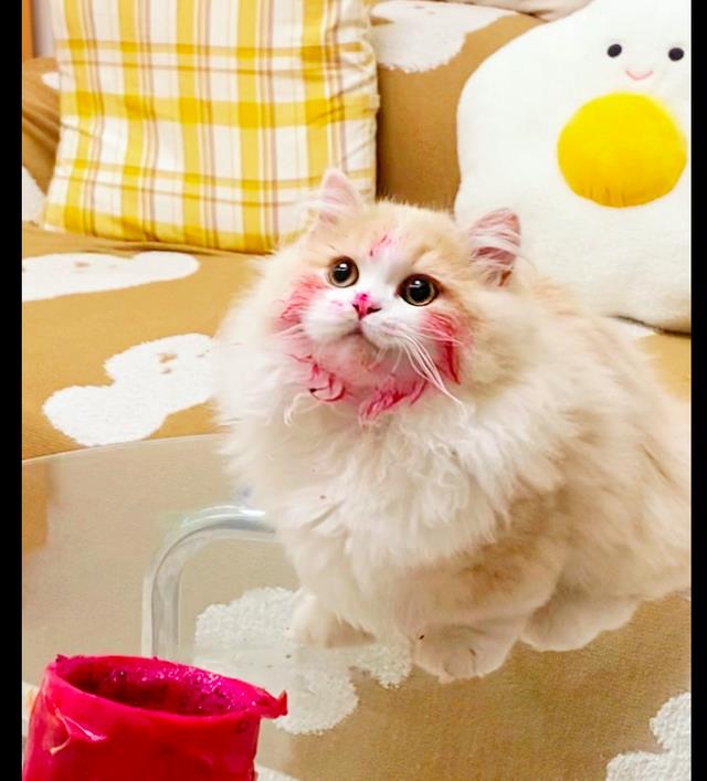 猫咪偷吃火龙果,脸都被染成了红色,看它笑嘻嘻的表情下不去手啊_高清