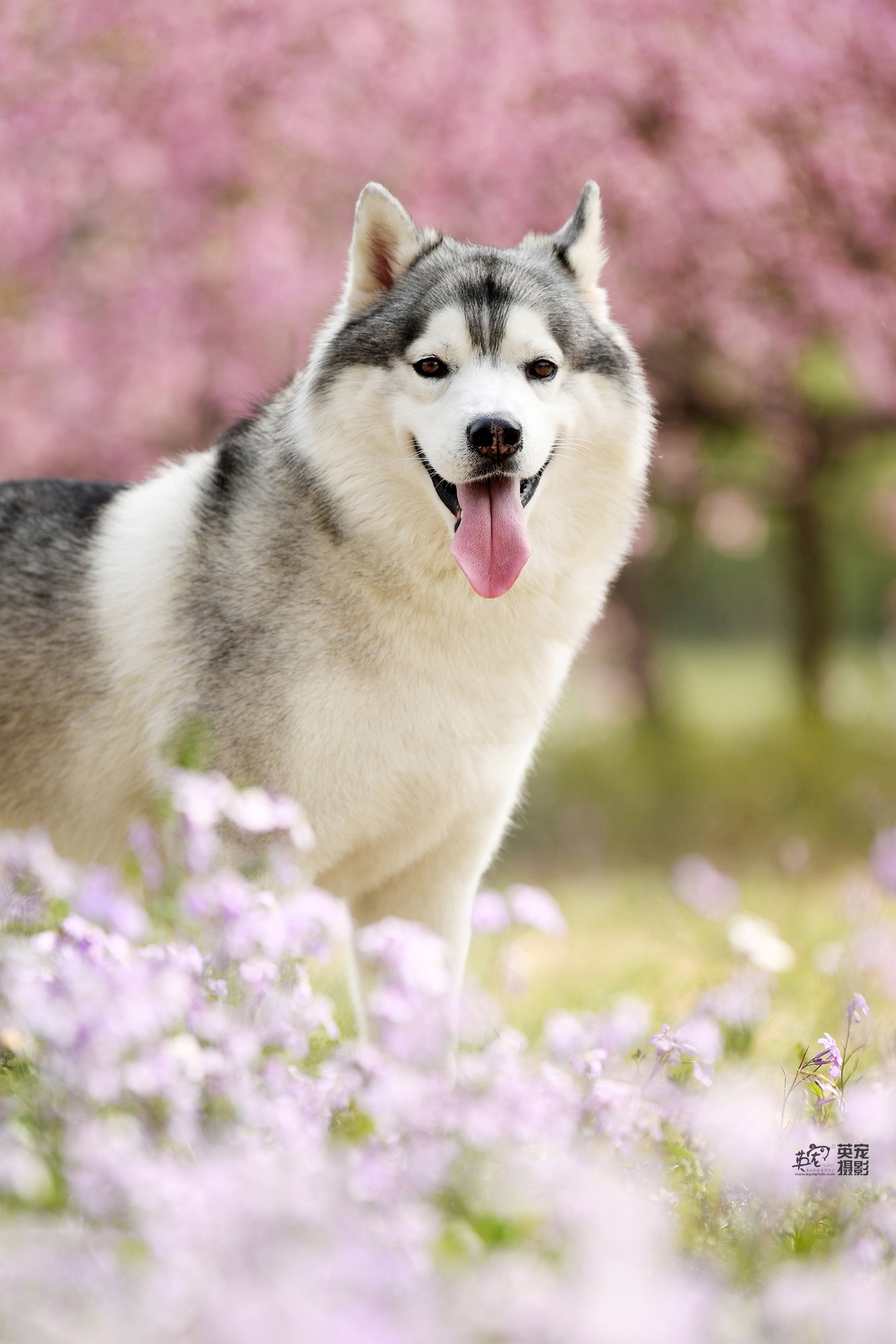 汪比花儿更俏～～～ 哈士奇的春天,你约拍了么?