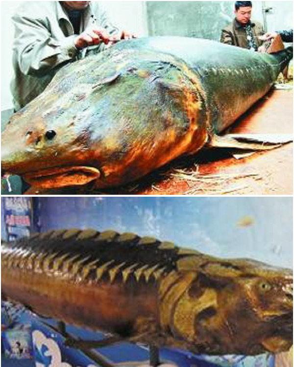 有人长江游玩,拍到几百斤大鱼靠岸,长江里还有这么大的鱼?