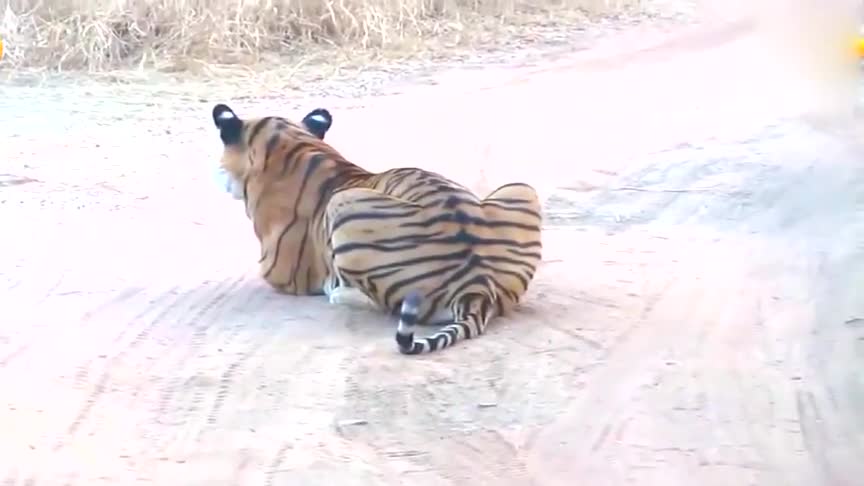 老虎捕食猎物的姿势趴在地上一动不动