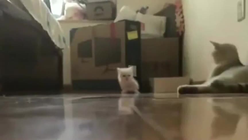 猫妈妈 慢点啊崽子 瞧你这点出息 猫妈妈 慢点啊崽子 瞧你这点出息