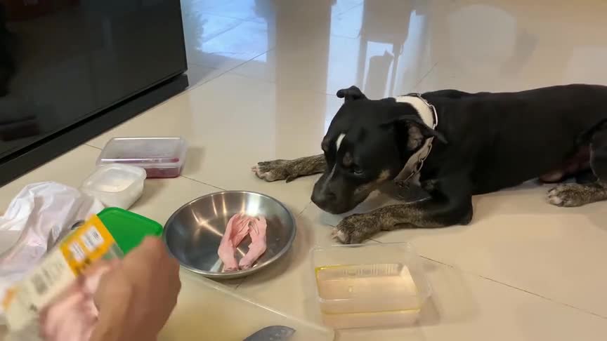 比特犬生吃木瓜块与丁骨牛排套餐 吃得比小编还好 实属羡慕 比特犬生吃木瓜块与丁骨牛排套餐 吃得比小编还好 实属羡慕