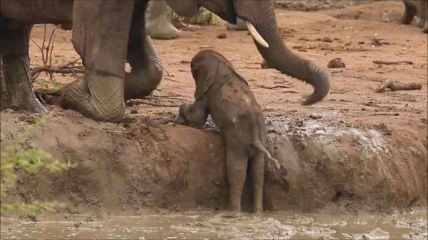 忽然发现小象挺可爱,掉进泥潭腿太短上不去最后还是妈妈及时援手
