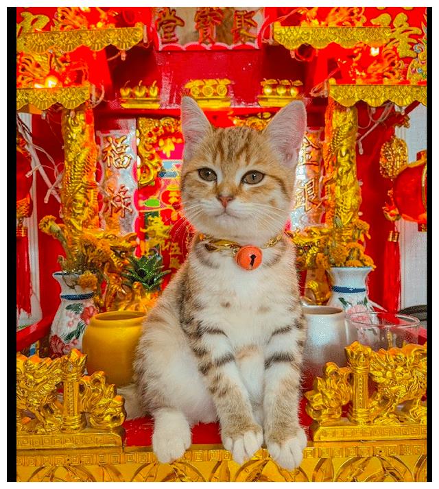 小猫坐在聚宝盆上面还一副财神爷的样子快点送贡品上来