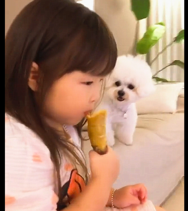 女儿正在吃红薯，狗狗一直盯着她都不眨眼的：留一点啊！