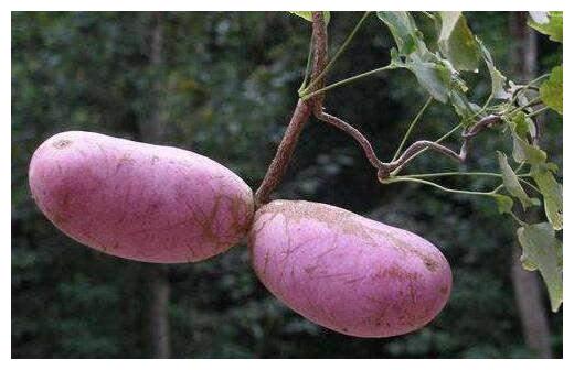 俗称黄狗腰的果子很多人的童年回忆如今却成水果新宠