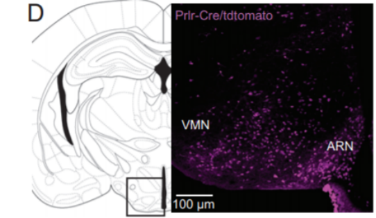 研究证明：激素可控制母亲对孩子的保护行为休闲区蓝鸢梦想 - Www.slyday.coM