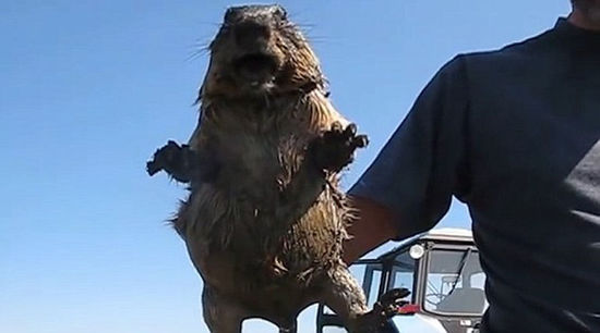 男子野外越野发现土拨鼠, 抓起细看让他崩溃了