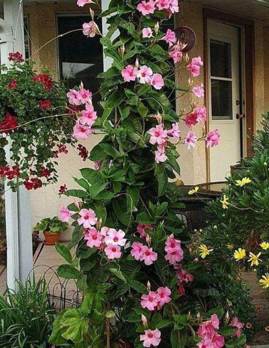 飘香藤与红蝉花,相似度太高,别买错了