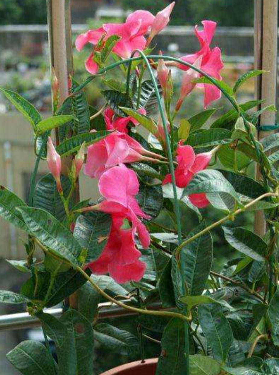 飘香藤与红蝉花,相似度太高,别买错了