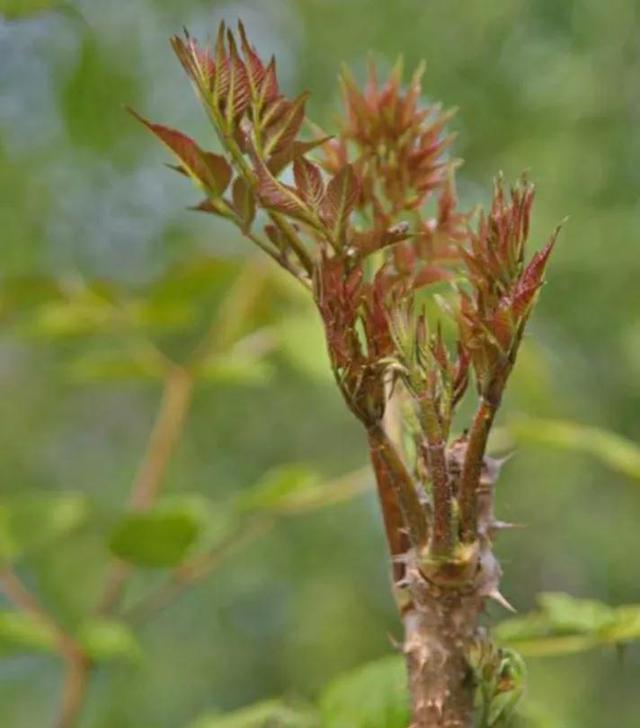刺嫩芽现在正当时比香桩芽还好吃遇到别错过