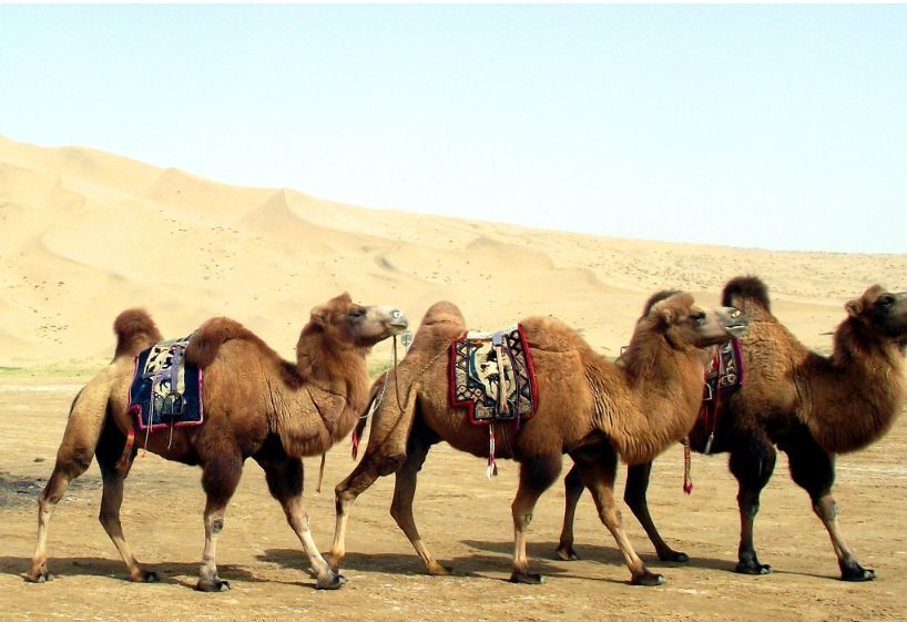 甘肃省沙漠骆驼队 365b-e6abb30e3c5748c63fc656d04ff2a1dd.jpg