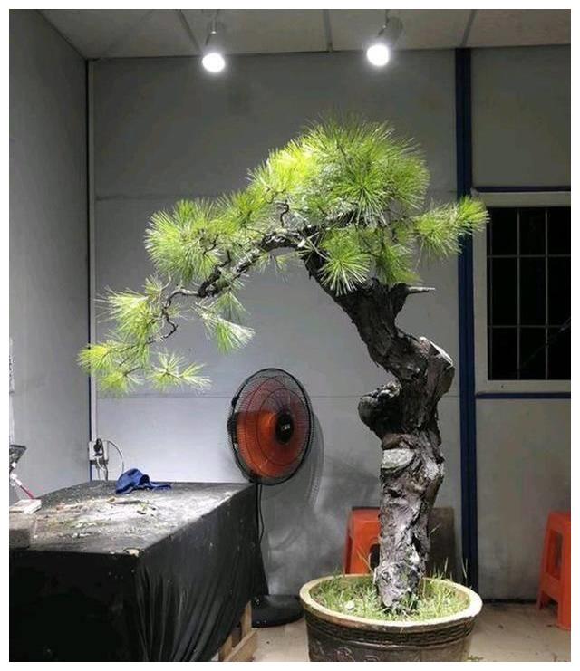 3,修剪与光照要让松柏生长良好,所以光照是不可避免的,我建议大家可以