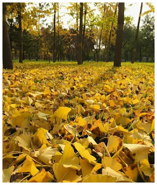 狗狗狗后天特别重要，是你人生最大的“转折点”！必会一飞冲天休闲区蓝鸢梦想 - Www.slyday.coM