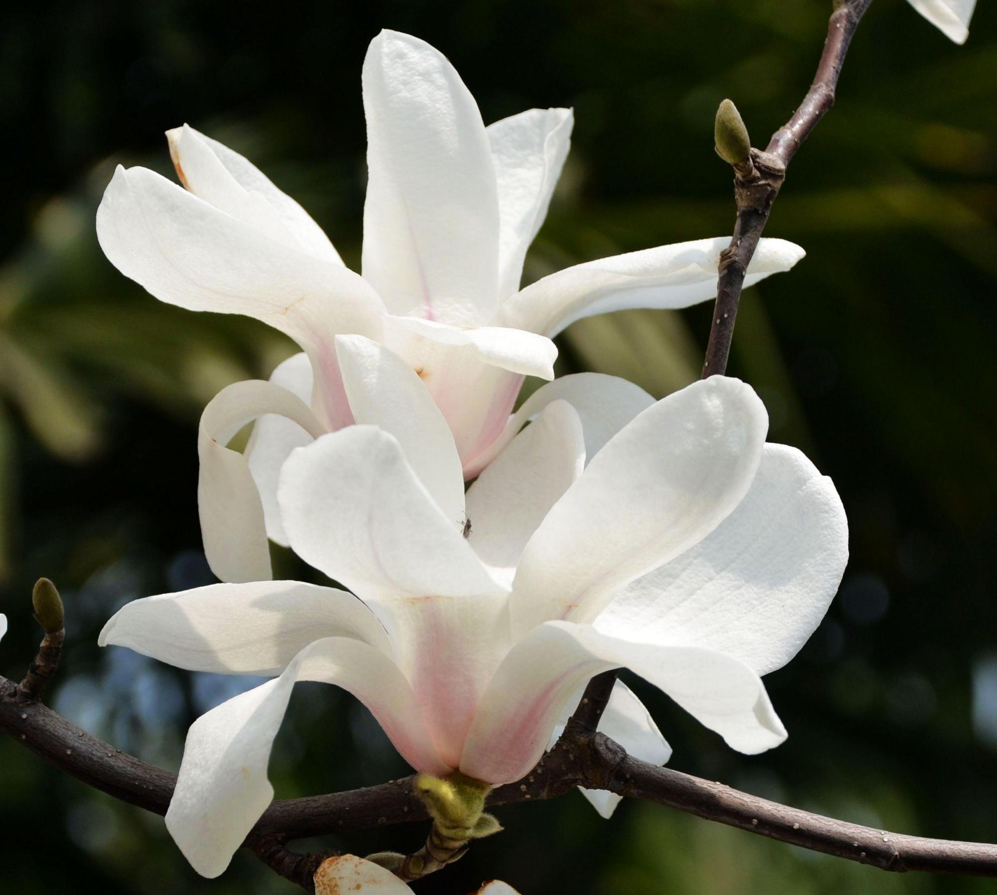 白玉兰开花味道重室内养护会遇到这些问题这么解决就行