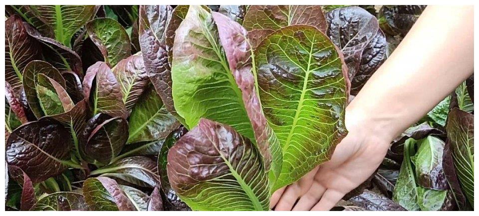 汉堡咖啡香麦菜30天就能吃,自家菜园种一些,涮火锅美味又健康