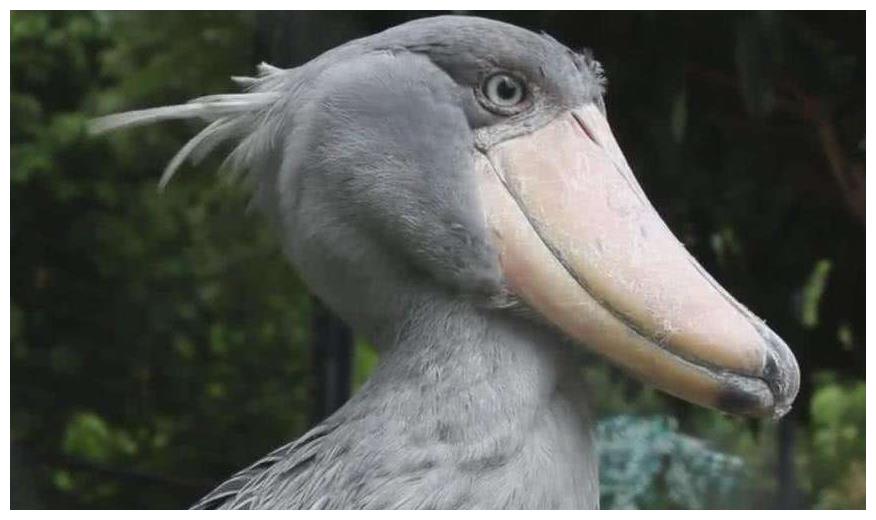 世界上最蠢的鸟类呆萌呆萌的却是鳄鱼唯一的天敌