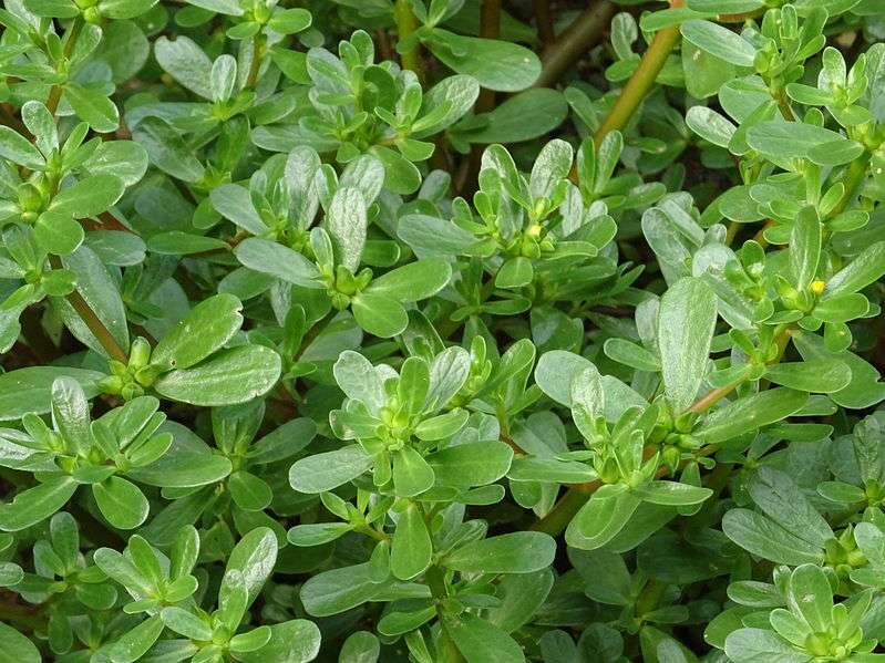 尿酸高的人,常吃这3种食物,有辅助降低尿酸的功效,不妨多吃休闲区蓝鸢梦想 - Www.slyday.coM 尿酸高的人,常吃这3种食物,有辅助降低尿酸的功效,不妨多吃休闲区蓝鸢梦想 - Www.slyday.coM