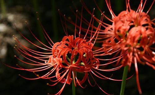 揭秘黄泉路上为什么开满了彼岸花孟婆那都是爱情惹的祸