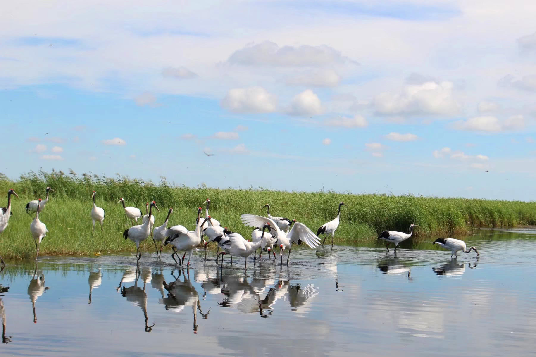 黑龙江热门旅游景点扎龙国家级自然保护区旅游攻略低音号