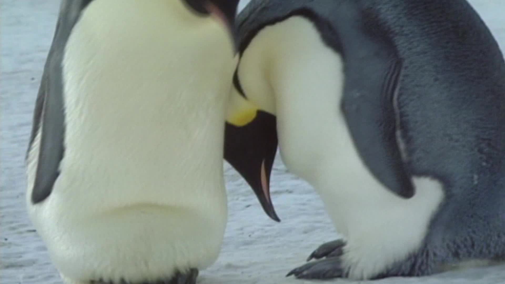 整整五个月养育小企鹅的时间里,企鹅爸爸和妈妈只能吃上十六顿饭