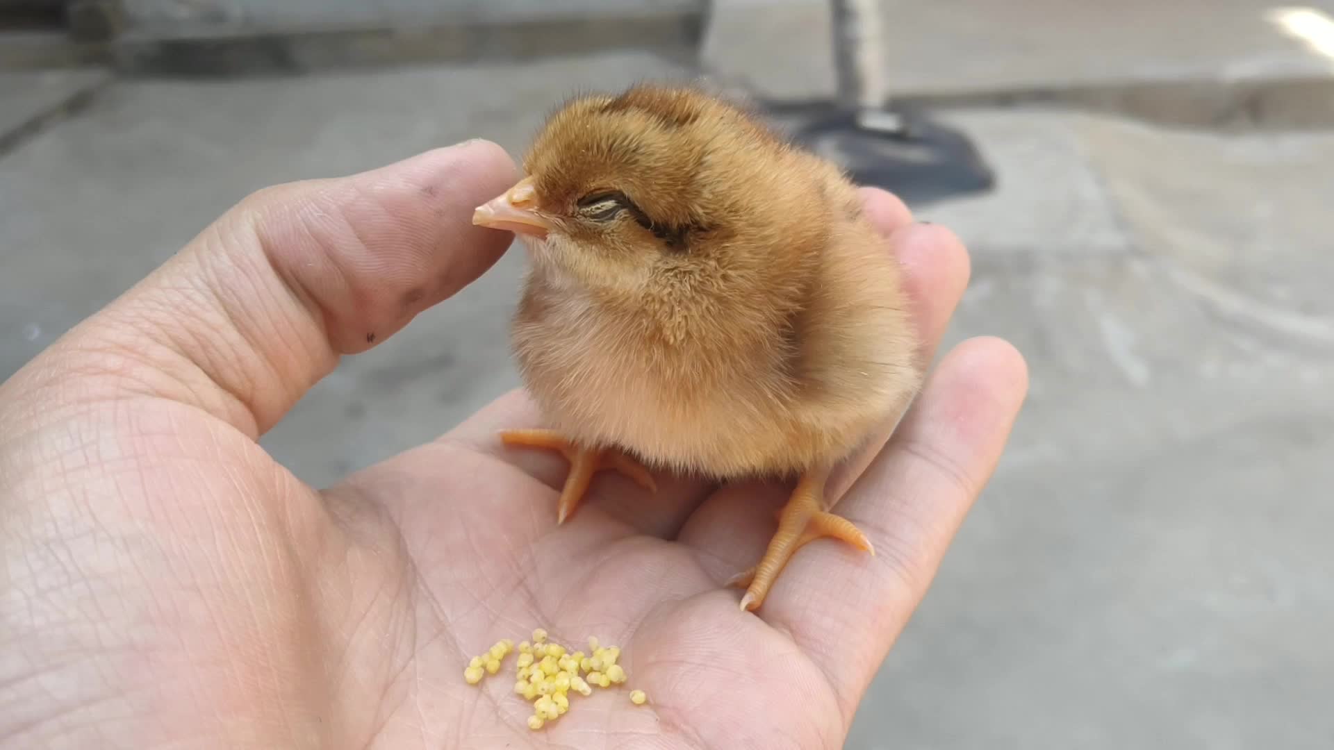 刚出壳的小鸡太可爱了,在手心里说睡就睡,看来把我当妈妈了