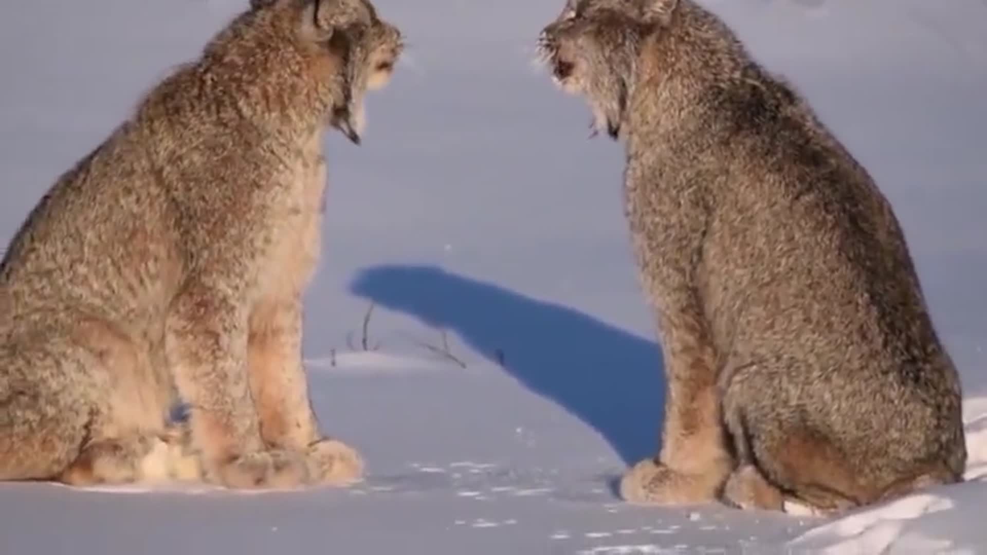 猞猁捕杀比自身大十几倍的白尾鹿,十秒抓住松鼠,就是叫声瘆人