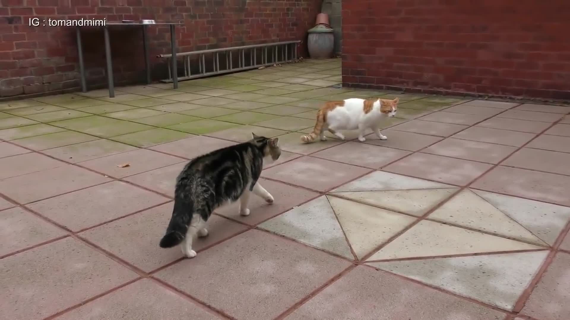 猫咪激烈打斗时4k高清动作影像还有慢镜头回放