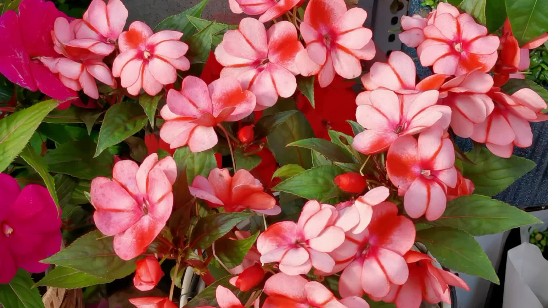 粉色凤仙花,原创视频_新浪新闻