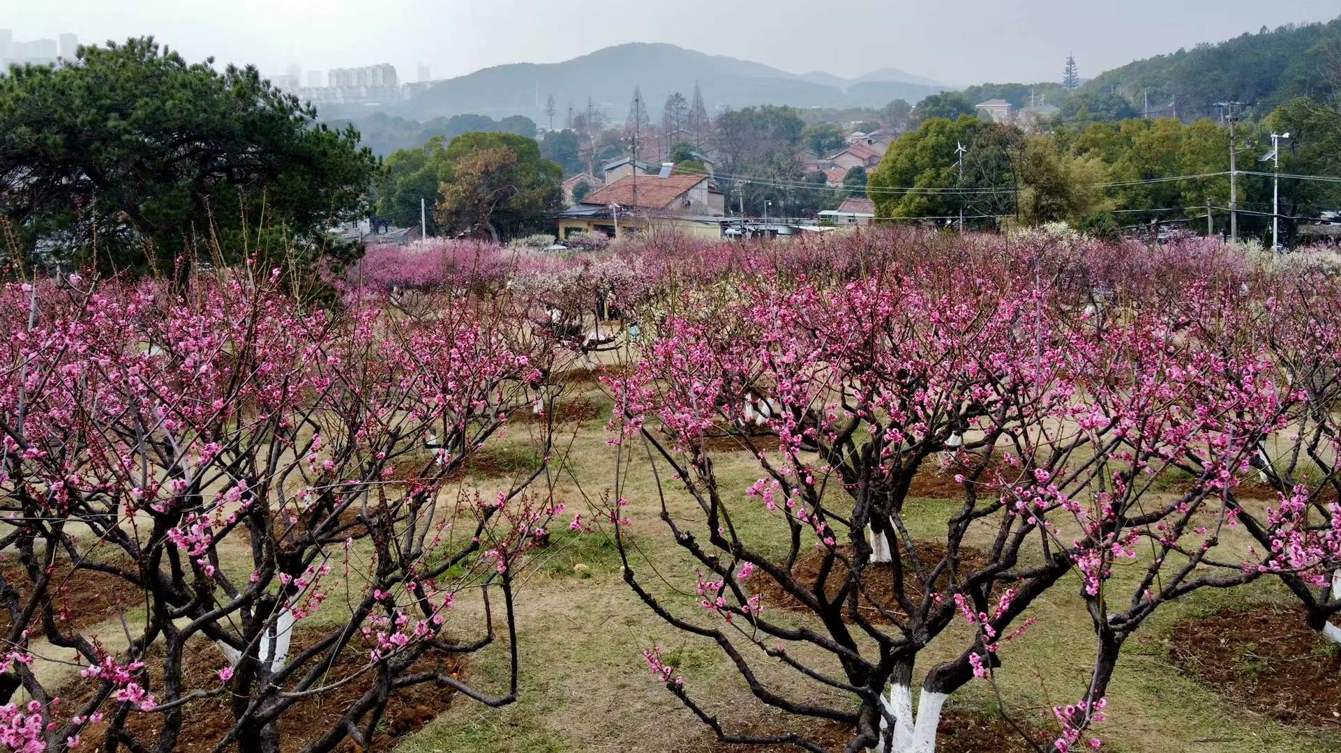 十里梅花香雪海(武汉市东湖吹笛景区马鞍山森林公园梅山)