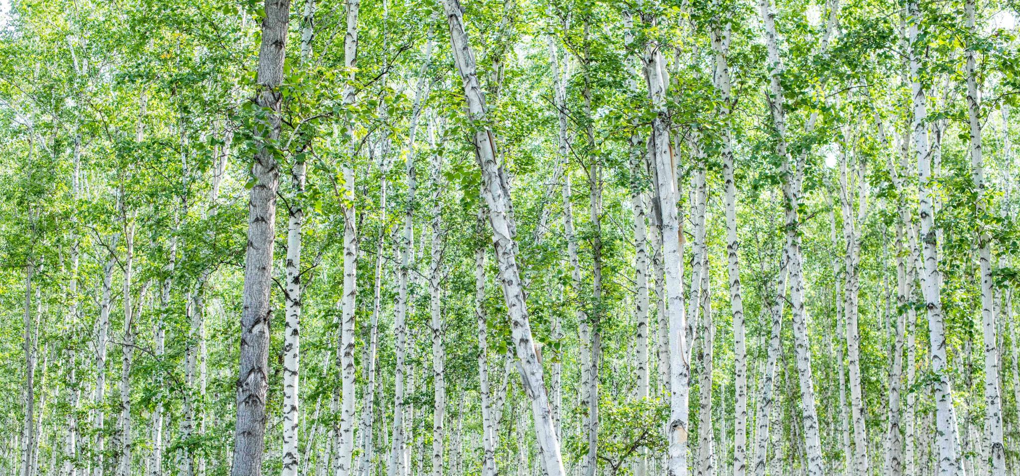 内蒙古有世界上最美的白桦林一年四季美成绿野仙踪你想去吗