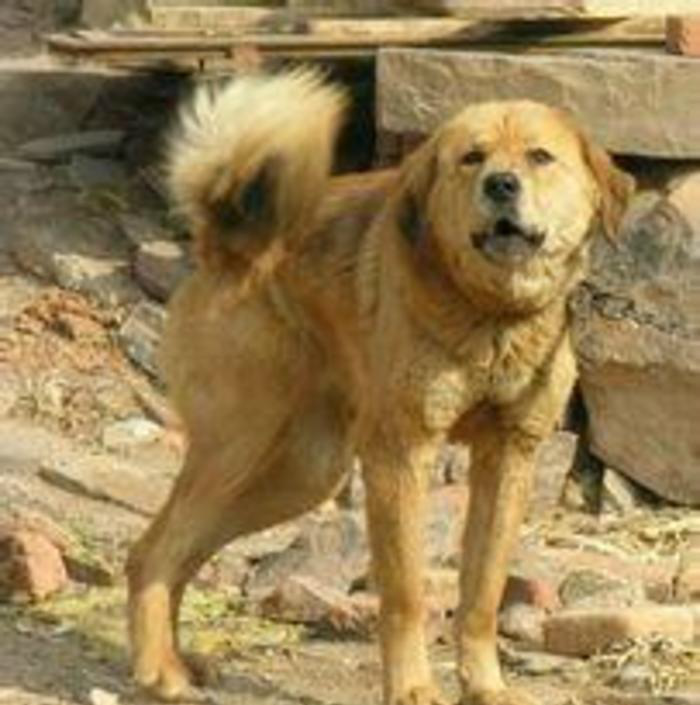 高颜值的东北大笨狗,只留在老照片和童年记忆中