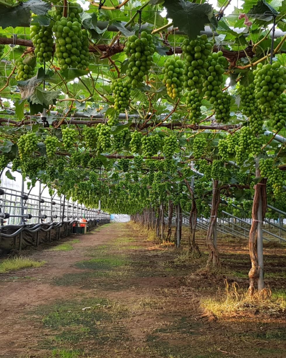 正文  前四张氏红国王葡萄,上色比较艰难     