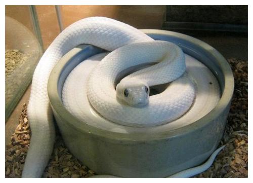 小白蛇 真实图片