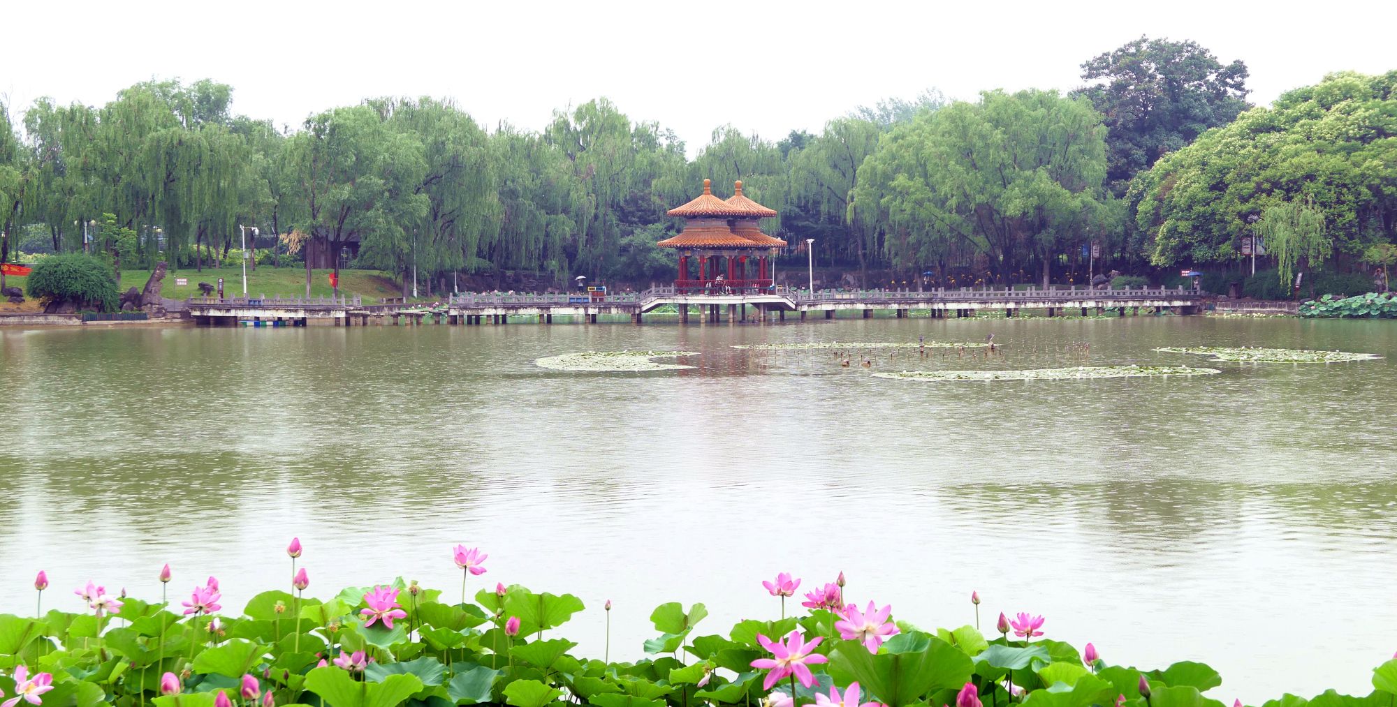 粉妆浓抹总相宜 夏日雨荷不相同 衍秀湖的荷姿绽放很美