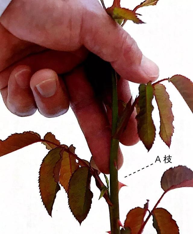 嫌弃月季长得乱糟糟可在基部抽条摘心立竿见影