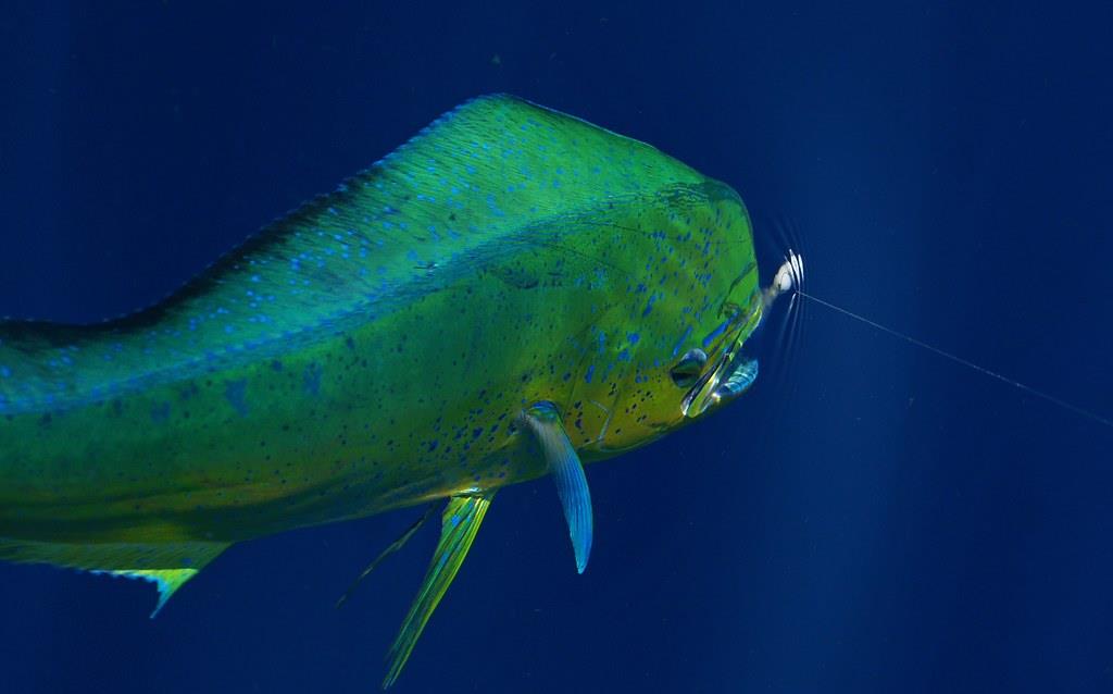 鲯鳅鱼,美丽而又奇特的大鱼