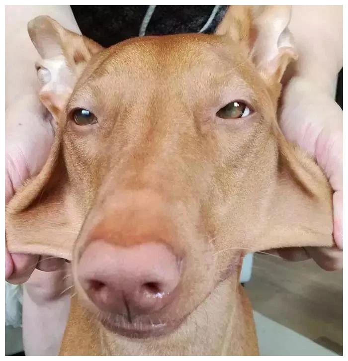 别怪我没告诉你捏狗脸真的上瘾