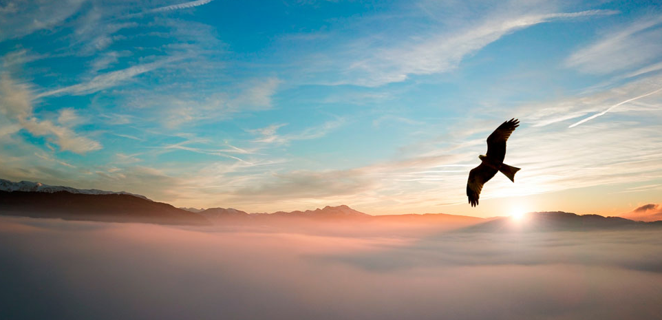 雄鹰搏击长空翱翔千里,须经历折翼之痛断喙之苦