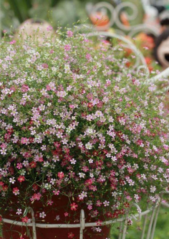 家养这3款小花,花开绚丽多彩,花量大花色艳,养在阳台四季爆盆