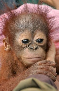 黑猩猩突然张开自己的手,可爱的小猩猩的手指被切断了,怒火中烧的人们