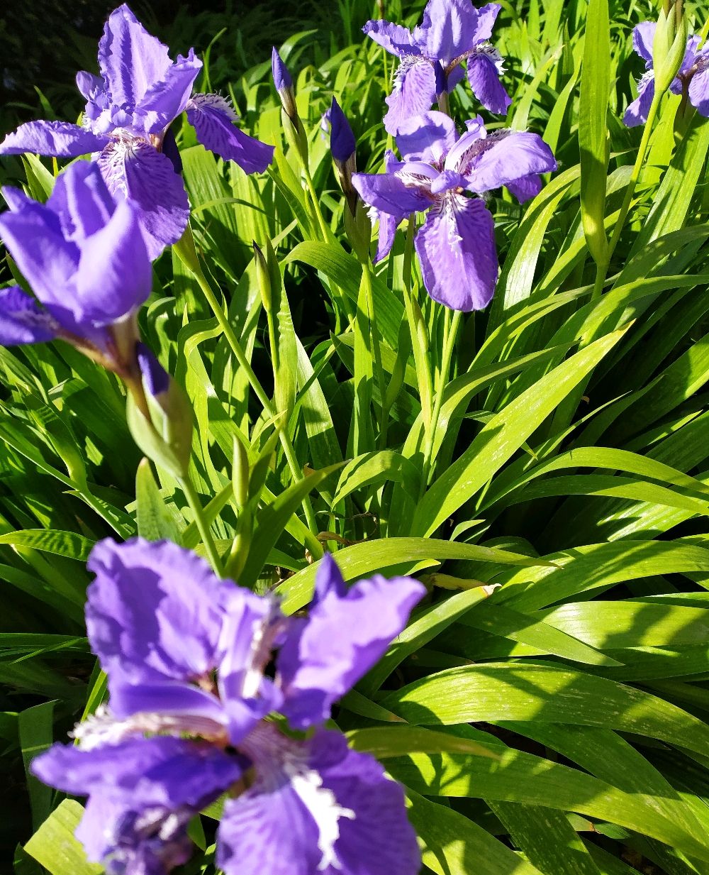 只开一天的鸢尾花请珍惜