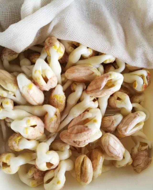 10天生出白白胖胖的花生芽,连根都可以吃,关键是方法简单又方便