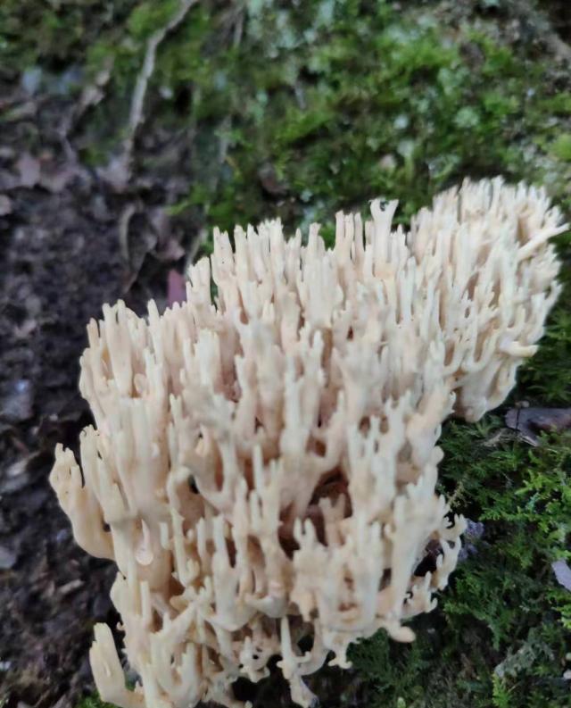 几种受欢迎的美味野生菌菇你喜欢哪种