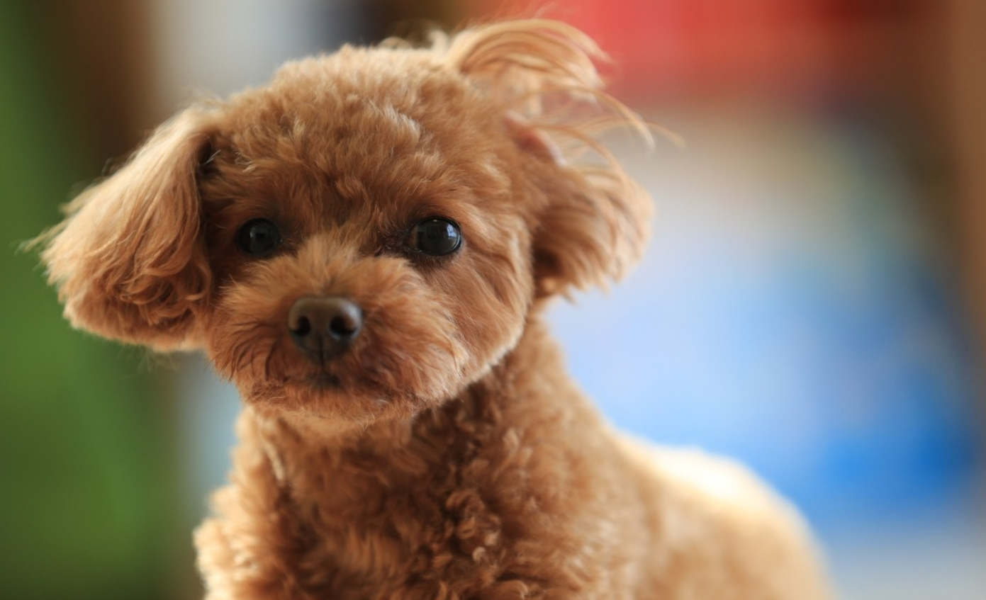 泰迪犬是一只调皮可爱的小卷毛